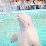 Тур в Ярославль с обзорной экскурсией и посещением дельфинария